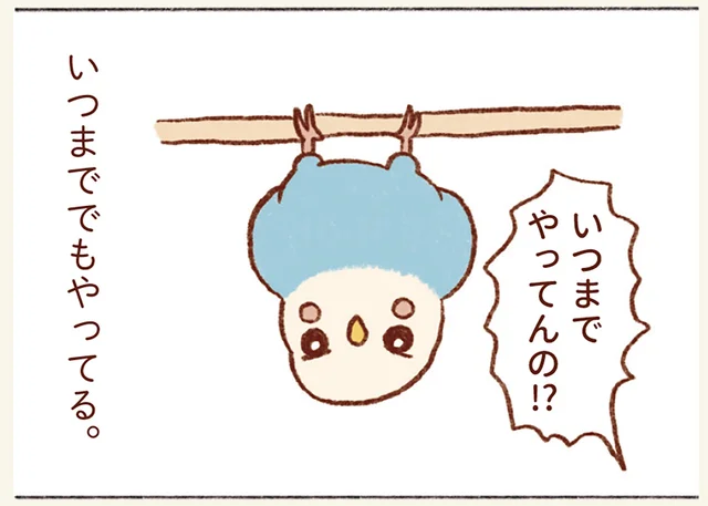 いつまでもやってる逆さ吊り。セキセイインコがぶら下がるのはどんな理由が？