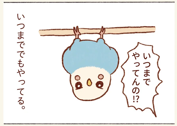 いつまでもやってる逆さ吊り。セキセイインコがぶら下がるのはどんな理由が？