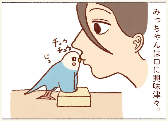 飼い主の口に興味津々なインコ。信用されてるのは分かるけど行動が無鉄砲すぎる
