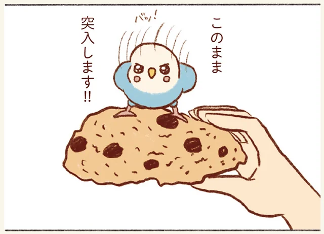 「このまま突入します」って危なすぎる！ 飼い主の口への興味が絶えないセキセイインコ