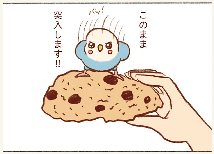 「このまま突入します」って危なすぎる！ 飼い主の口への興味が絶えないセキセイインコ
