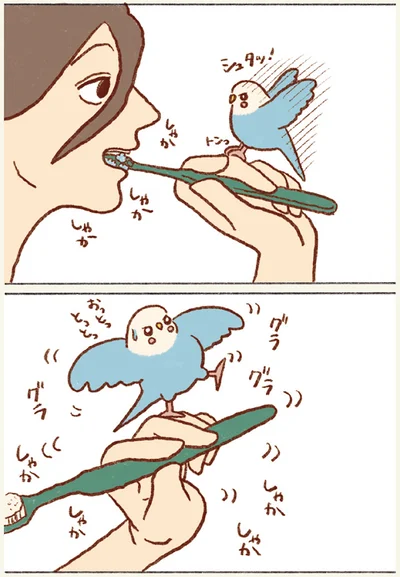 しゃかしゃかしゃか