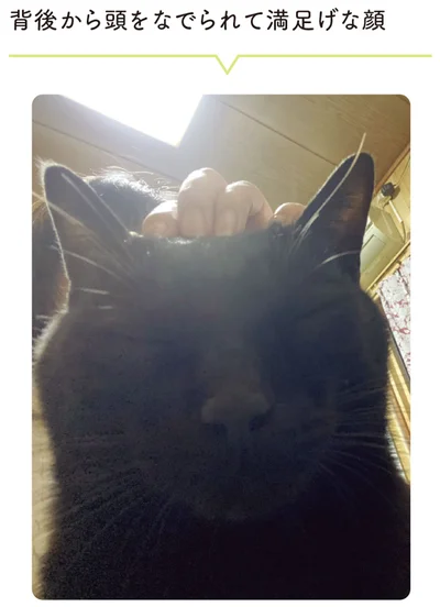 『黒猫ろんと暮らしたら5』より