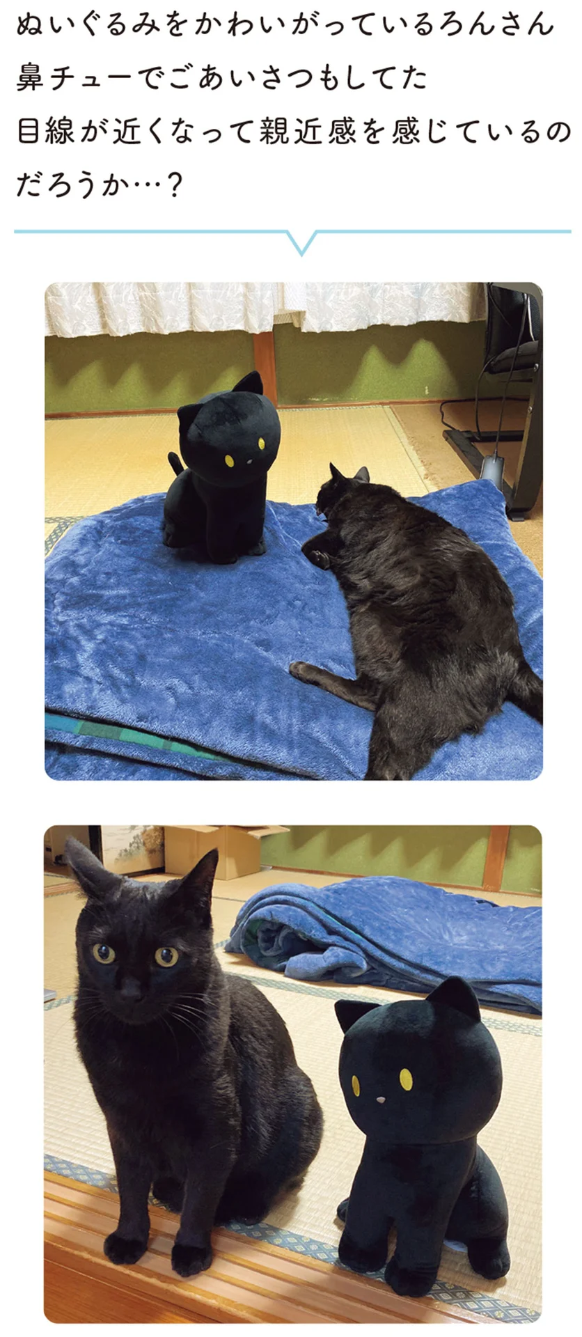 どんなリアクションかな？黒猫ろんそっくりのBIGぬいぐるみ - レタスクラブ