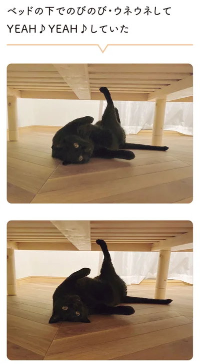 ベッドの下でのびのび・ウネウネしてYEAH　YEAHしていた