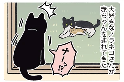 大好きなノラネコさんが赤ちゃんを連れてきた