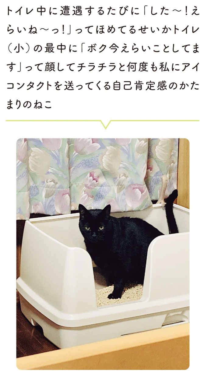 自己肯定感のかたまりのねこ
