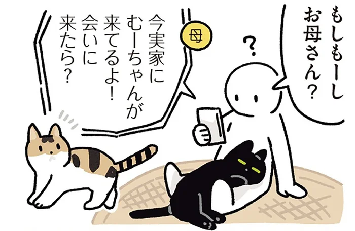 仲良しへの道は遠い？弟の愛猫・むーちゃんと再会した黒猫ろん