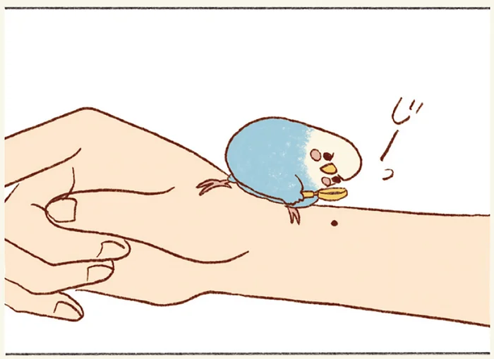 飼い主の手首にほくろを見つけたセキセイインコ。じーっと見てるけど、気になるの？