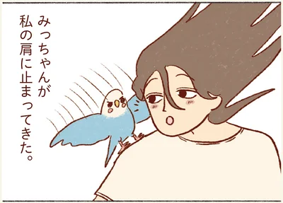 みっちゃんが私の肩に止まってきた。