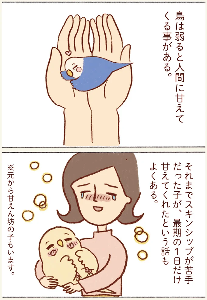 鳥は弱ると人間に甘えてくる事がある。
