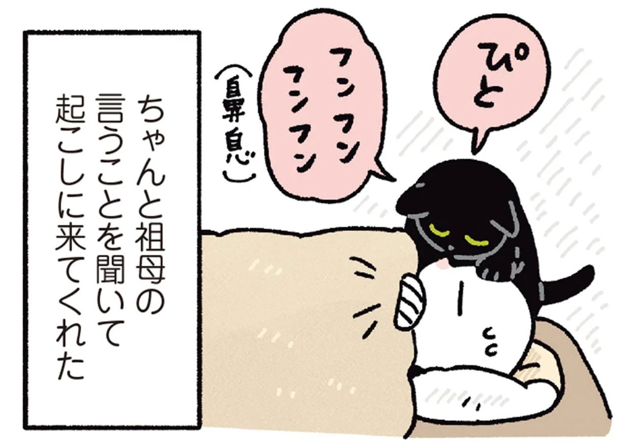 祖母のお手伝いもお手の物！実家でも素直にがんばる黒猫ろん（画像1/6