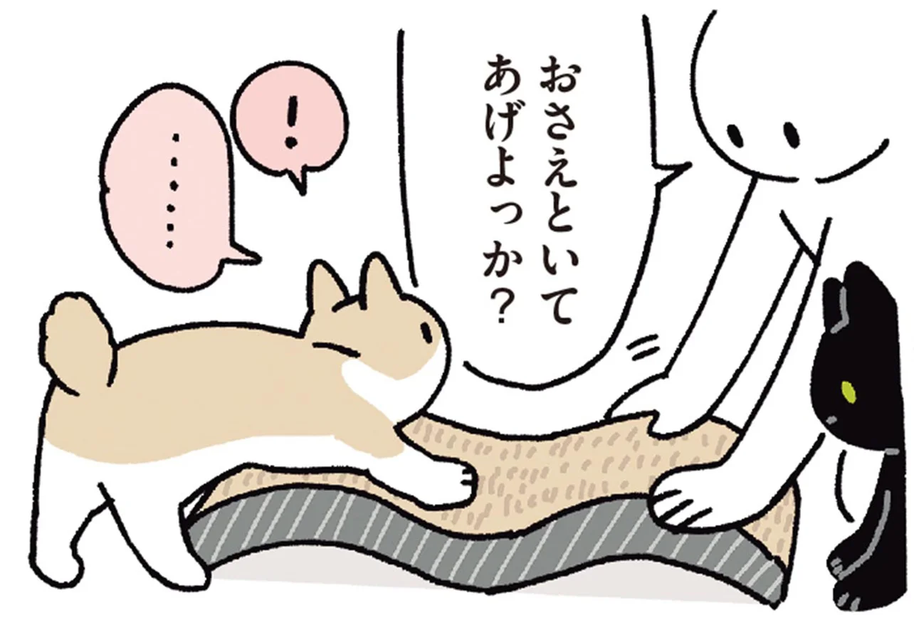 猫たちへのサポート万全！動く爪とぎをおさえる飼い主 - レタスクラブ