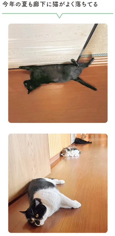 今年の夏も廊下に猫がよく落ちてる