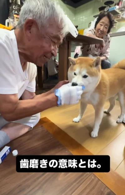 おじいちゃんが富士くんの歯磨きをしてくれる▶上手に歯磨きができたので…！？（⇒次へ）