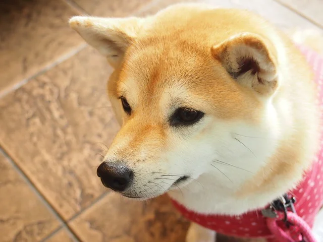 一点を見つめる柴犬（⇒次へ）