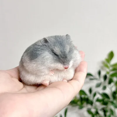 見てー！思わずぷにっとつつきたくなっちゃいますね！お餅みたい……！▶ちなみにぷくぷくにする前の姿は（⇒次へ）