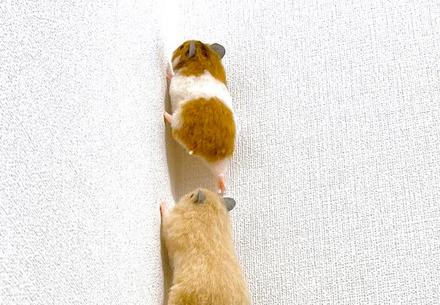 一生懸命壁を登るハムスター。踏ん張る足がやけにリアル、だけどよく見ると実は…⁉