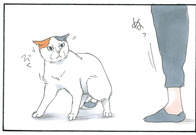 猫の目の前に現れた謎の人物。フードとマスクで覆われているのは一体誰!?