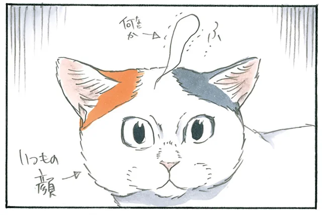 いつもよりすごい！ とんでもなく可愛い表情を見せる猫を撮影したかったのに
