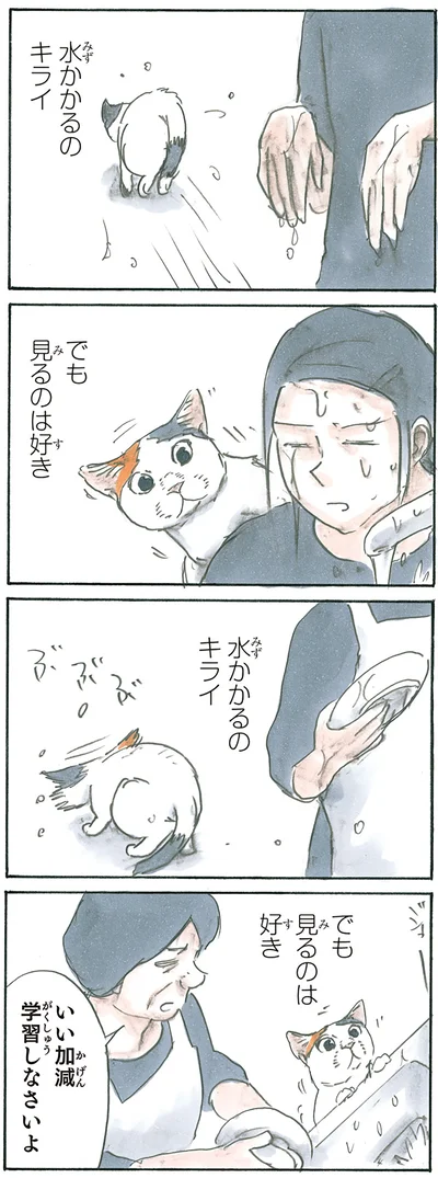 水と猫の不思議