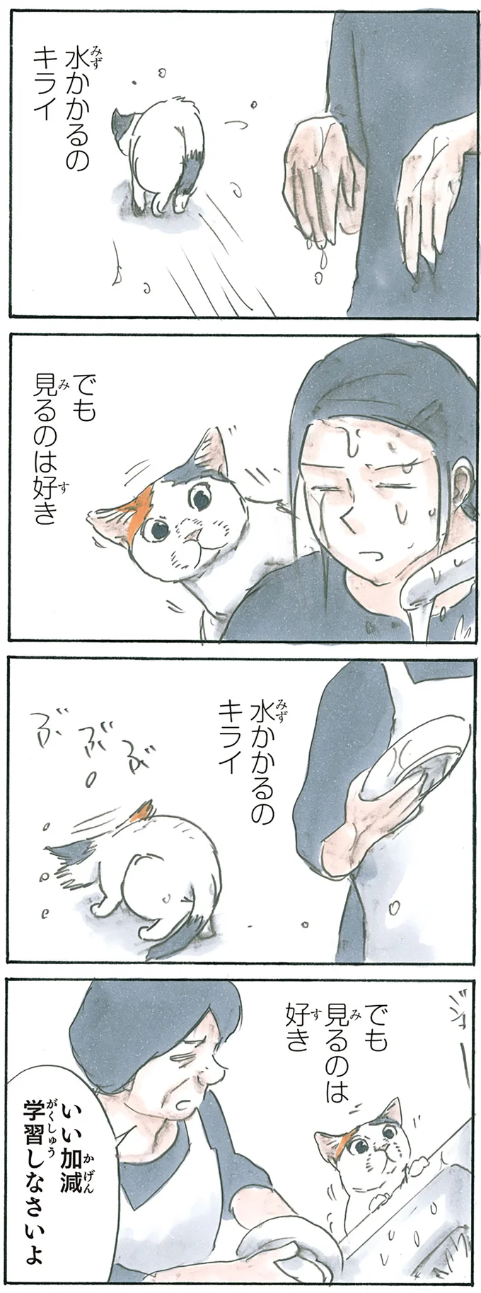 水と猫の不思議