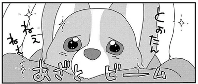 どうしてもほしいの！飼い主におねだりするワンコの奥の手