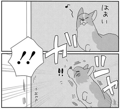 網戸に勢いよくぶつかるコーギー犬。呆然とする姿に「ごめんね」