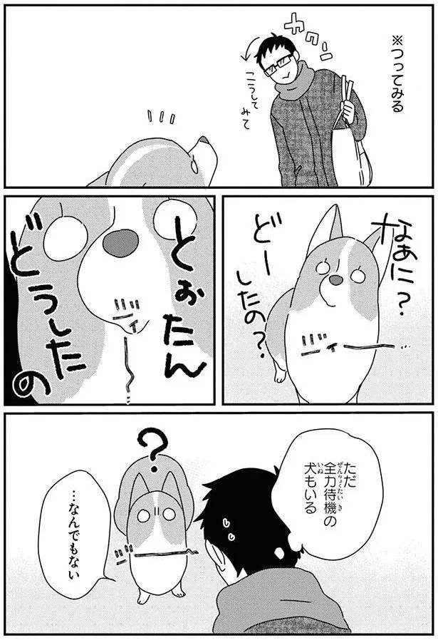 ただ全力待機の犬もいる