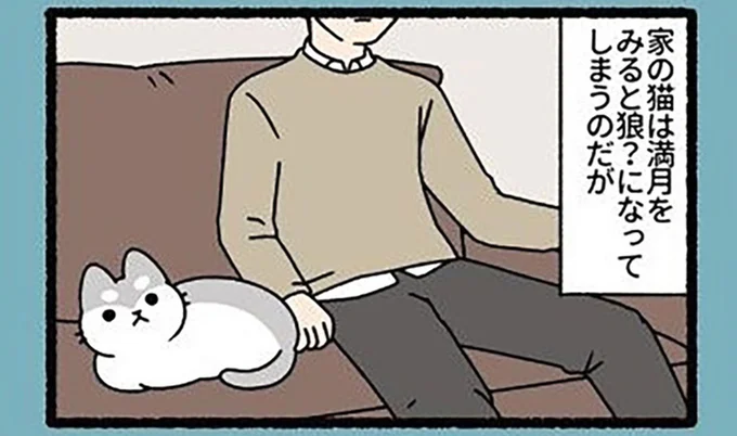 満月を見るとアノ姿に変身！ 普段はキュートな家猫の秘密