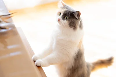 棚に手をかけている猫（⇒次へ）