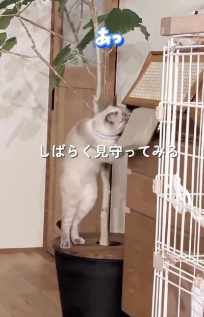 物が落ちる▶飼い主さんに名前を呼ばれると…（⇒次へ）