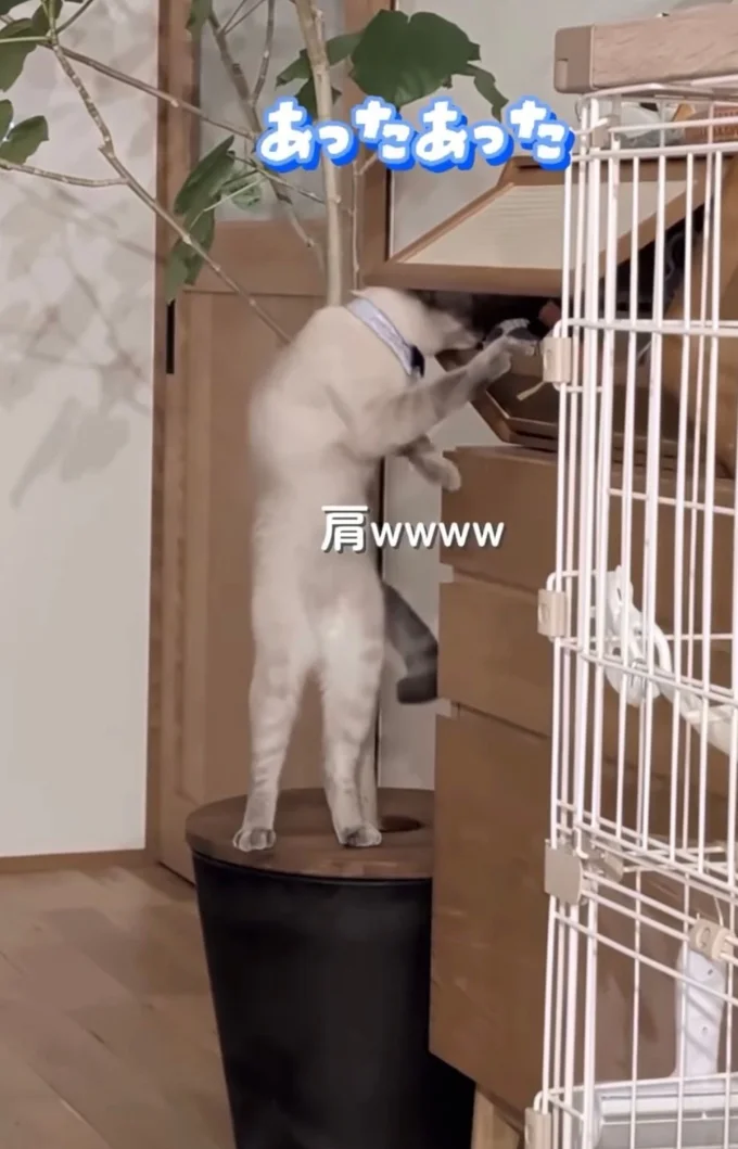 人間のような立ち姿▶ついに見つけた…!?(⇒次へ)