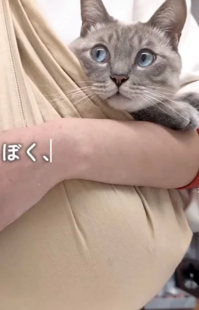 抱っこ紐に入るつなくん▶リラックスする様子（⇒次へ）