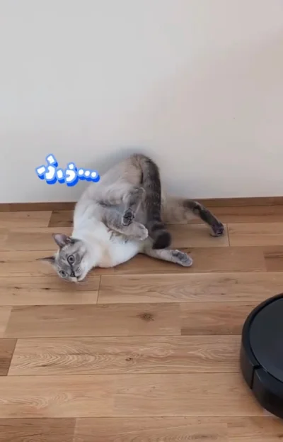 戦闘態勢のまま、しばらく動けない▶（次画像から、癒される「猫あるある」の数々をえがいた『うちの猫がまた変なことしてる。７』が読めます）