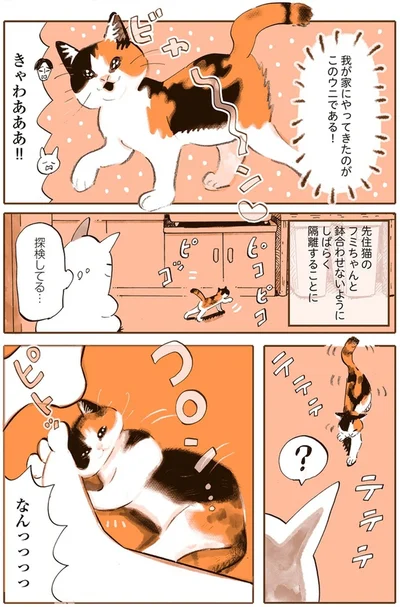 『うちの猫は仲が悪い』より