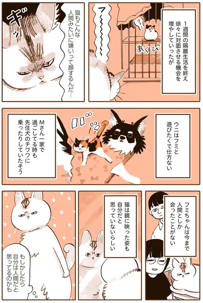 『うちの猫は仲が悪い』より
