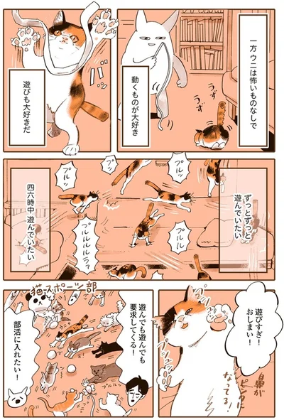 『うちの猫は仲が悪い』より