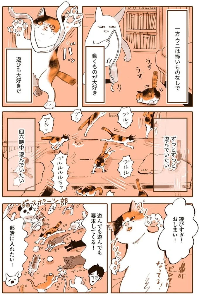 『うちの猫は仲が悪い』より