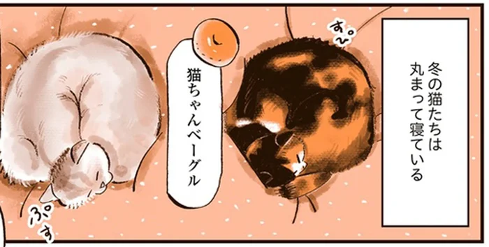 ベーグル？アンモナイト？丸まって寝ている冬の猫たちの寝相