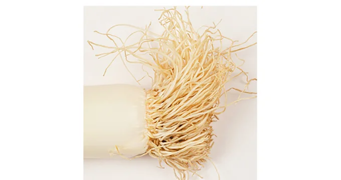 根っこも食べられる！