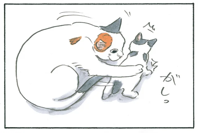 がしっ、ぺろ。子猫の進行を阻止してまで舐める猫の可愛がり方