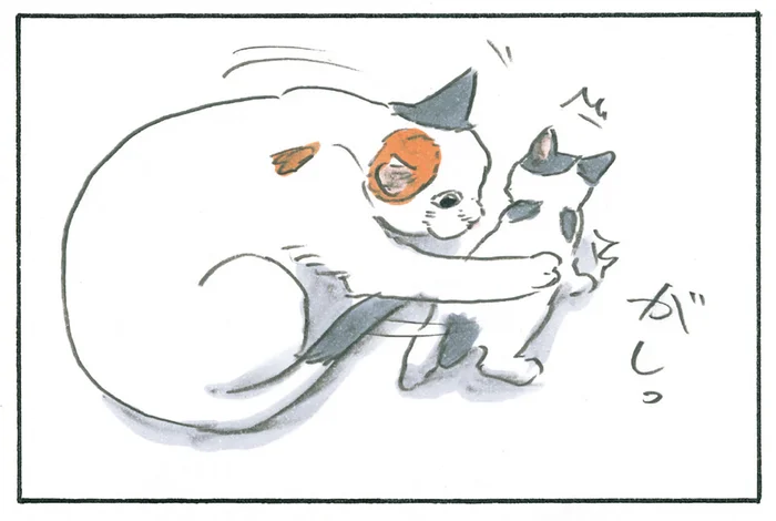 がしっ、ぺろ。子猫の進行を阻止してまで舐める猫の可愛がり方