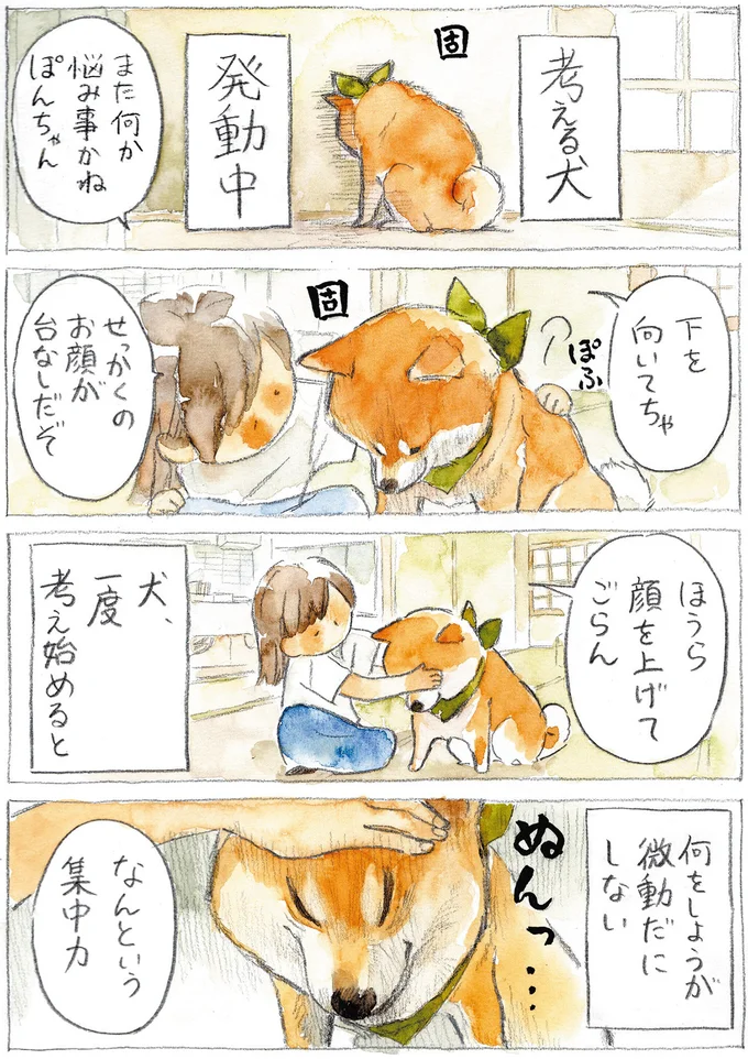 『柴犬ぽんちゃん、今日もわが道を行く2』より