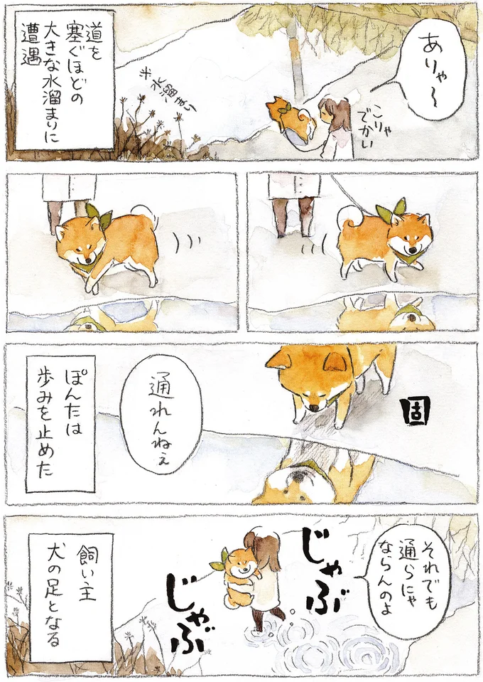 『柴犬ぽんちゃん、今日もわが道を行く2』より