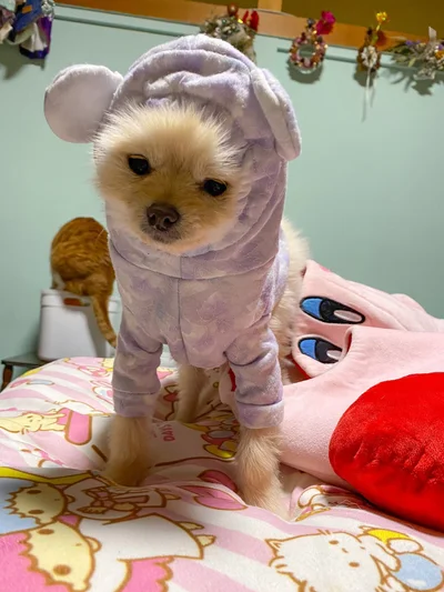 服を着たひろくん▶服の袖で作ったペット服なのだそうです（⇒次へ）