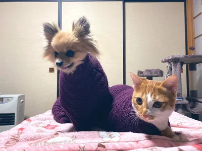 袖で服を作れないか試着中▶いろいろな袖を試しています（⇒次へ）