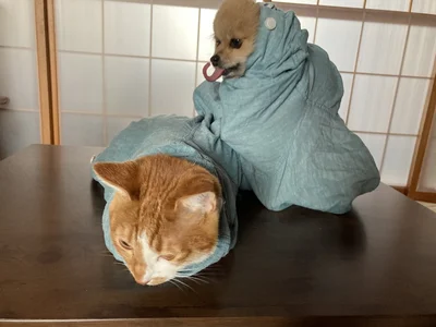 くるんとなった姿が可愛い！▶袖口を通って…（⇒次へ）