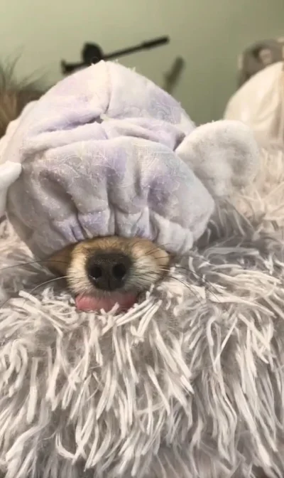 隠れちゃったお顔がかわいい！▶お顔を出したのは誰？（⇒次へ）