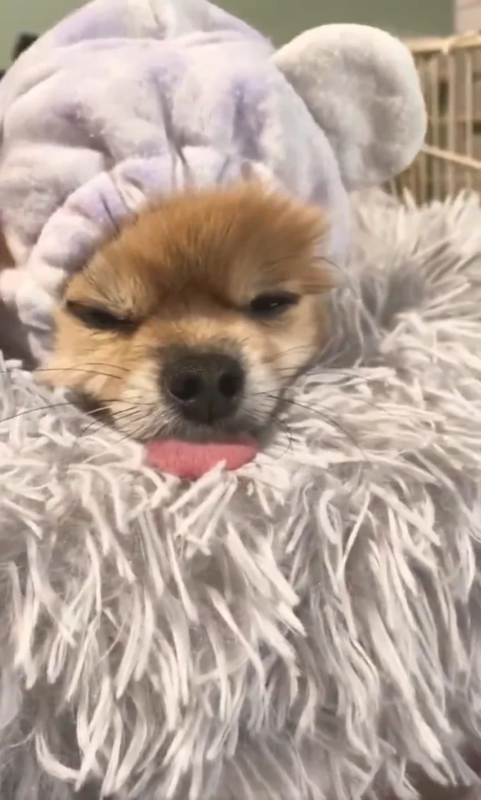 ももちゃんでした！▶ぴったりサイズ？（⇒次へ）